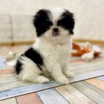 Lumi-female-Chin-puppy-for-sale-3