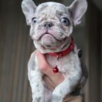 Luna-female-french-bulldog-puppy-for-sale-1 (1)
