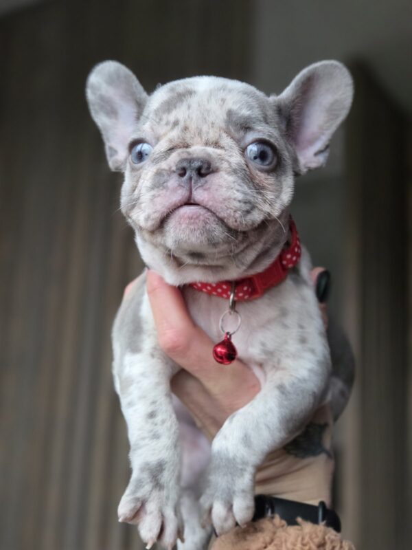 Luna French Bulldog Luna French Bulldog