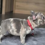 Luna-female-french-bulldog-puppy-for-sale-1 (2)