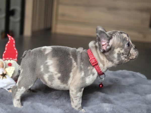 Luna French Bulldog Luna French Bulldog