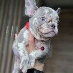 Luna-female-french-bulldog-puppy-for-sale-1 (3)