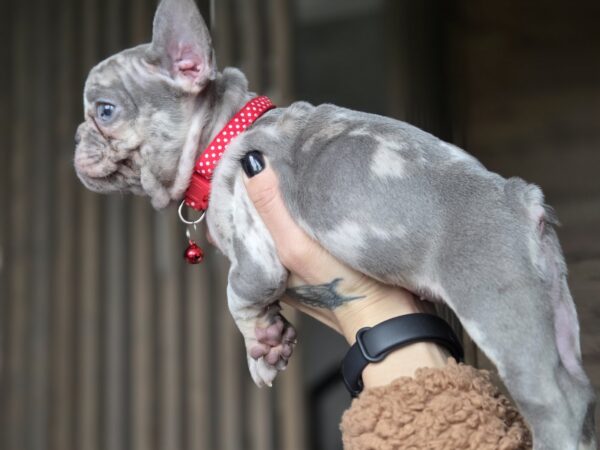 Luna French Bulldog Luna French Bulldog