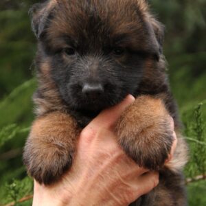 Lunita German Shepherd