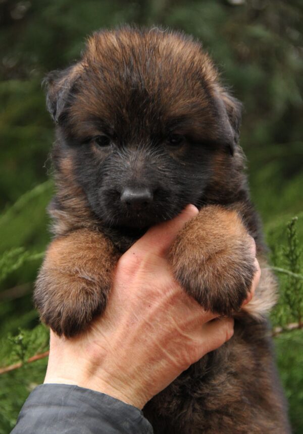 Lunita German Shepherd