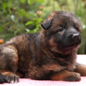 Lunita German Shepherd