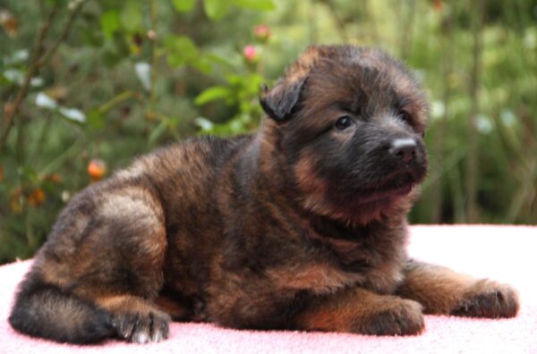 Lunita German Shepherd