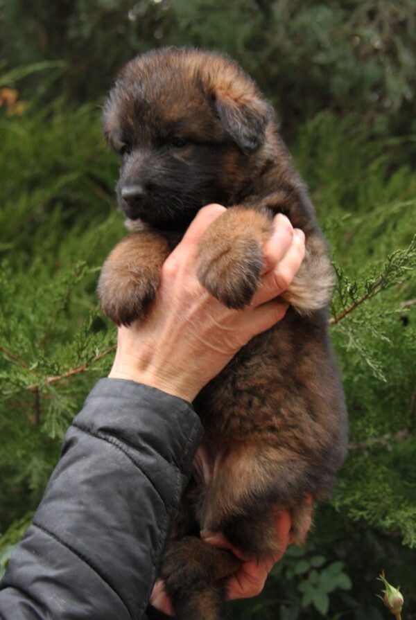 Lunita German Shepherd