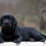 Max Labrador Retriever