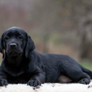 Madlen Labrador Retriever