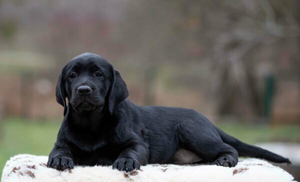 Madlen Labrador Retriever