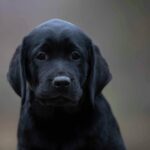 Madlen-female-labrador-retriver-puppy-for-sale-1 (2)