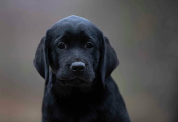 Madlen Labrador Retriever