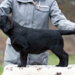 Madlen-female-labrador-retriver-puppy-for-sale-1 (3)