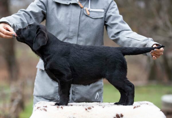 Madlen Labrador Retriever