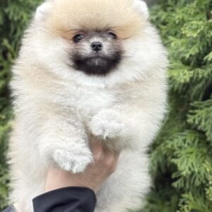 Major Pomeranian