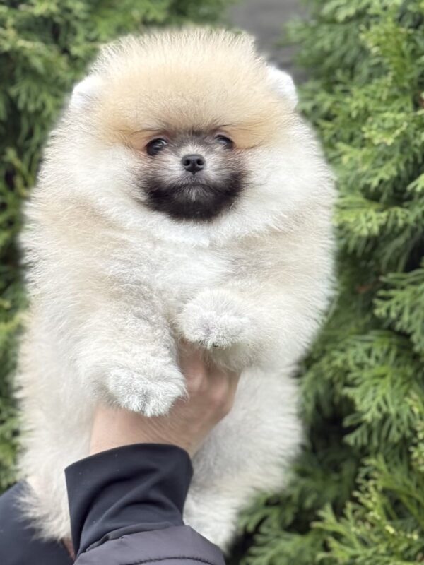 Major Pomeranian