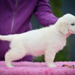 Mallow-male-Golden-Retriever-puppy-for-sale-1