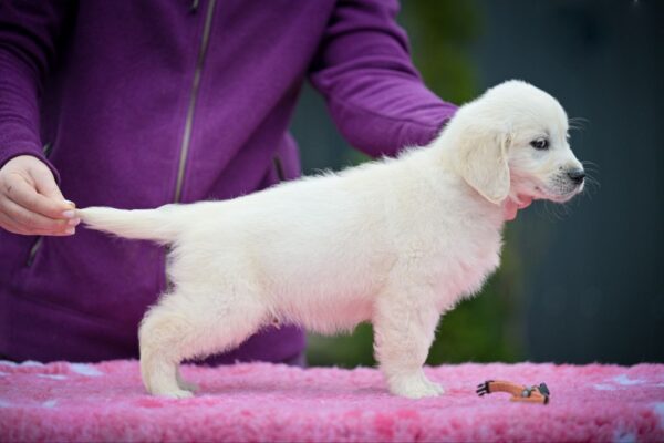 Mallow Golden Retriever