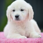 Mallow-male-Golden-Retriever-puppy-for-sale-2