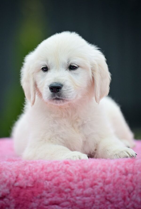 Mallow Golden Retriever