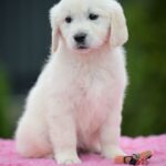 Mallow-male-Golden-Retriever-puppy-for-sale-3