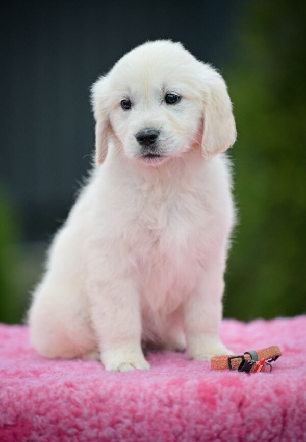 Mallow Golden Retriever
