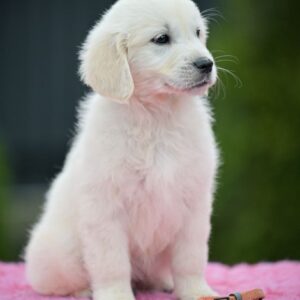 Mallow Golden Retriever