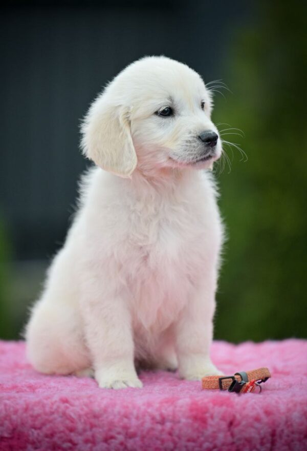 Mallow Golden Retriever