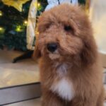 Marco-male-goldendoodle-puppy-for-sale- (1)
