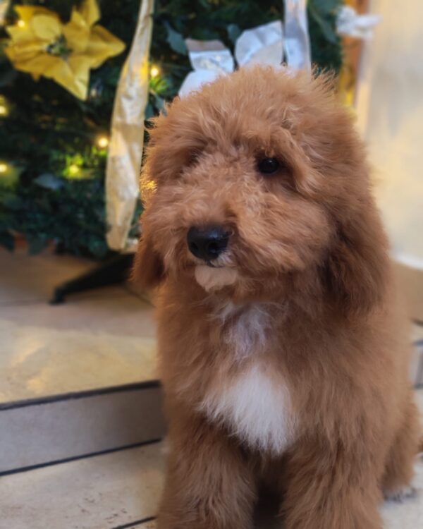 Marco Goldendoodle Marco Goldendoodle