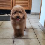 Marco-male-goldendoodle-puppy-for-sale- (2)