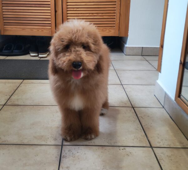 Marco Goldendoodle Marco Goldendoodle