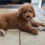 Marco-male-goldendoodle-puppy-for-sale- (3)