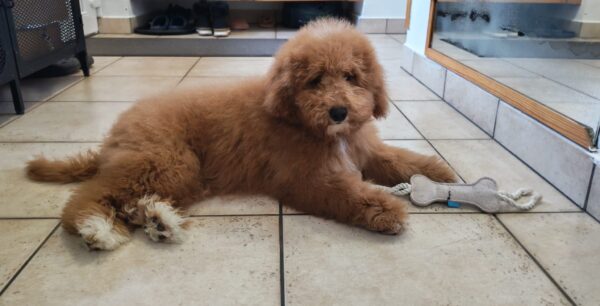 Marco Goldendoodle Marco Goldendoodle