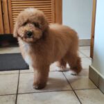 Marco-male-goldendoodle-puppy-for-sale- (4)