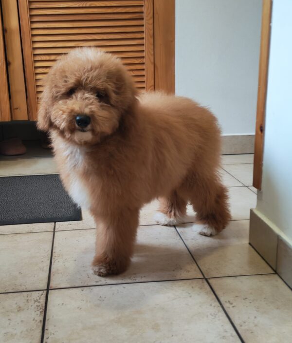 Marco Goldendoodle Marco Goldendoodle