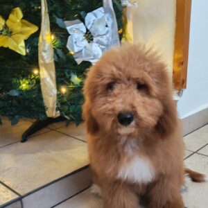 Marco Goldendoodle Marco Goldendoodle