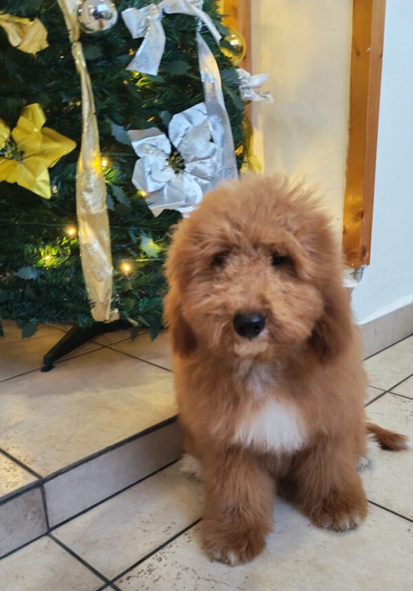 Marco Goldendoodle Marco Goldendoodle