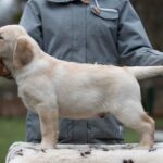 Mario-male-labrador-retriver-puppy-for-sale-1 (1)