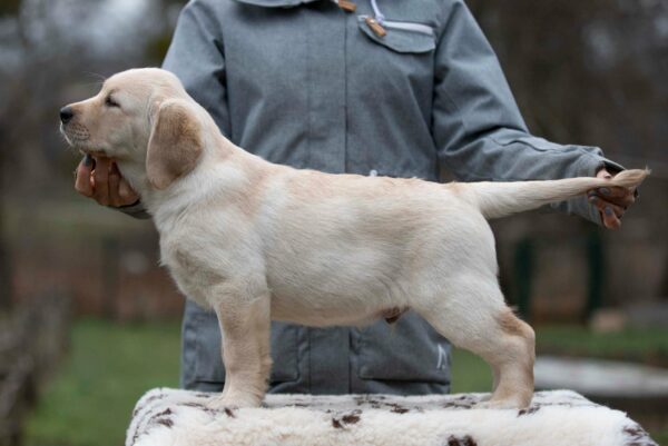 Mario Labrador Retriever