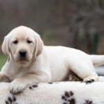 Madlen Labrador Retriever