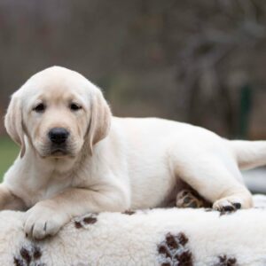 Mario Labrador Retriever