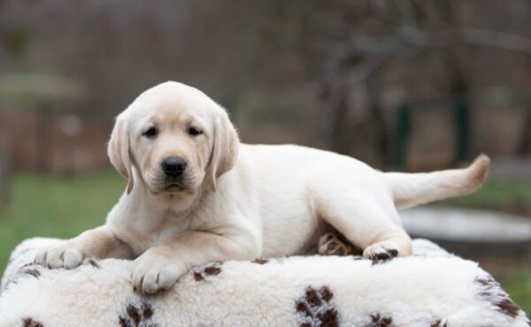 Mario Labrador Retriever