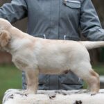 Mario-male-labrador-retriver-puppy-for-sale-1 (3)