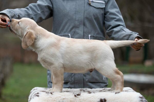 Mario Labrador Retriever