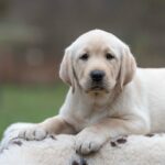 Mario-male-labrador-retriver-puppy-for-sale-1 (4)
