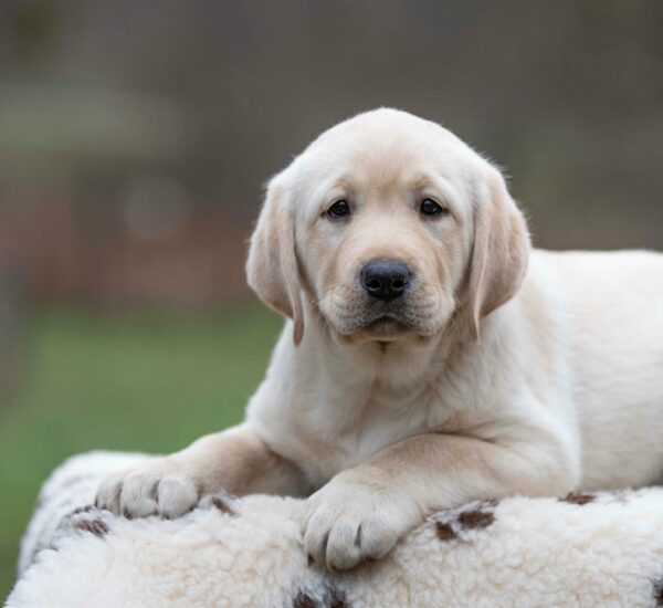 Mario Labrador Retriever