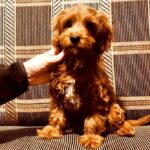 Marsel-male-Cavapoo-puppy-for-sale-1