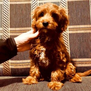Marsel Cavapoo Marsel Cavapoo